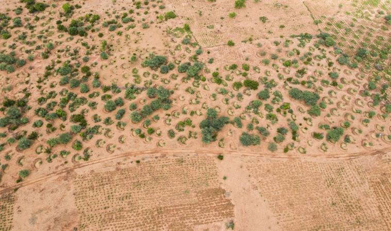 Dev çöle, dev proje: 36 milyar dolarlık ‘Yeşil Duvar’ inşa ediliyor!