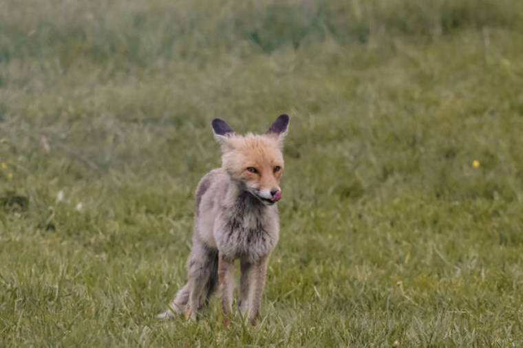 Davetsiz misafir tilki, piknikçilerin sofrasına ortak oldu