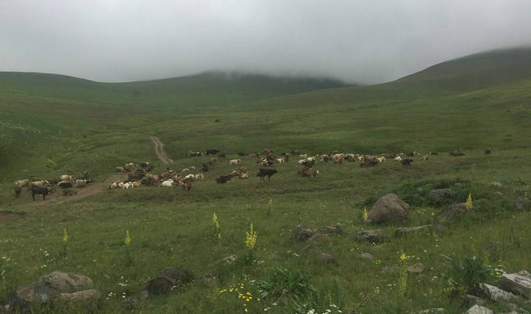 100 bin lira maaşla çalıştıracak çoban bulamıyorlar