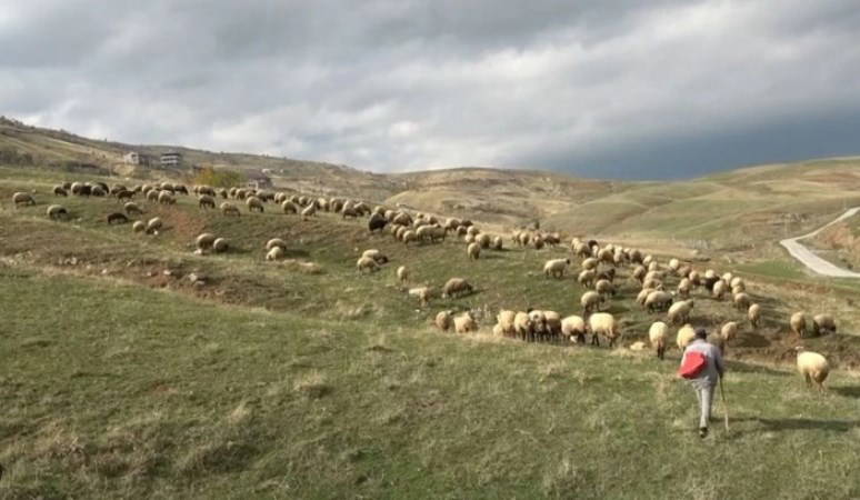 100 bin lira maaşla çalıştıracak çoban bulamıyorlar
