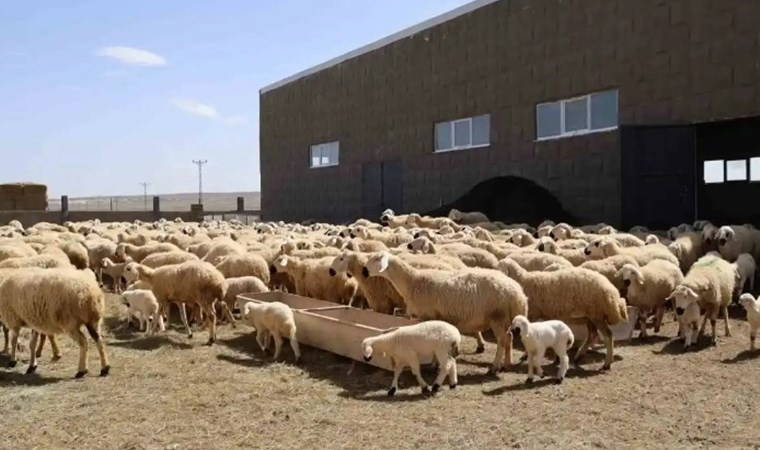 100 bin lira maaşla çalıştıracak çoban bulamıyorlar