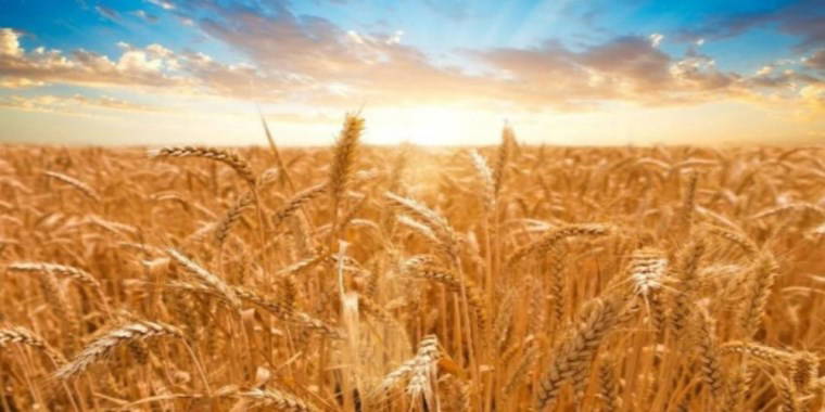 Kaşıntıdan nefes darlığına pek çok reaksiyona sebep oluyorlar: En alerjen 6 besin