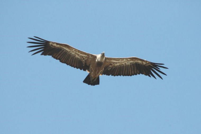 Yok olma tehlikesiyle karşı karşıya olan 10 hayvan türü
