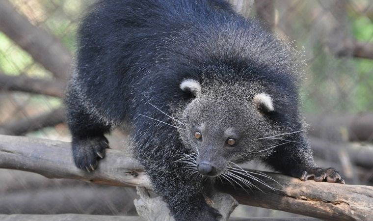 Yok olma tehlikesiyle karşı karşıya olan 10 hayvan türü