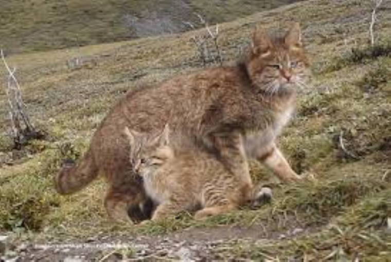 Yok olma tehlikesiyle karşı karşıya olan 10 hayvan türü
