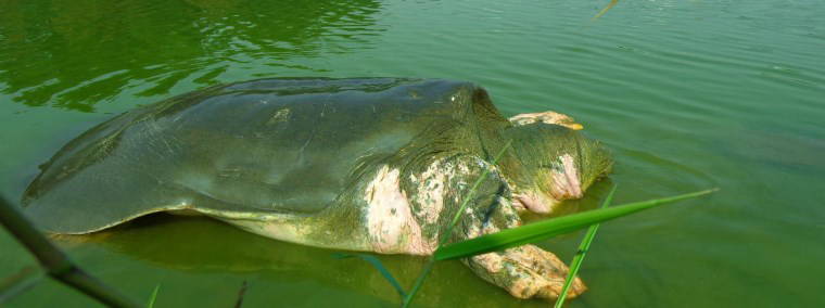 Yok olma tehlikesiyle karşı karşıya olan 10 hayvan türü