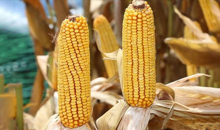 Kas kütlesini artırıyor, fit kalmayı sağlıyor: Protein deposu 10 süper sebze