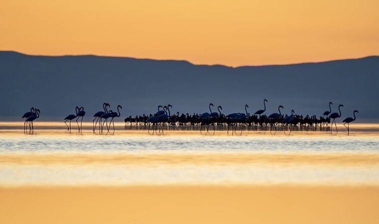 Tuz Gölü, 5 bin yavru flamingoya ev sahipliği yapıyor