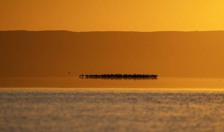 Tuz Gölü, 5 bin yavru flamingoya ev sahipliği yapıyor