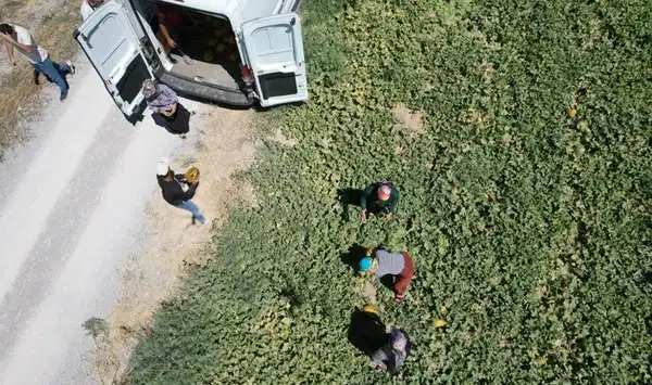 3 kuşaktır Ankaralılara özel yetişiyor: Sadece bilenler alıyor...