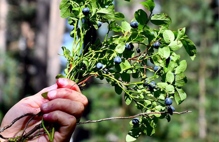 Sarıçam Ormanları'nda kendiliğinden yetişiyor: Antioksidan deposu!