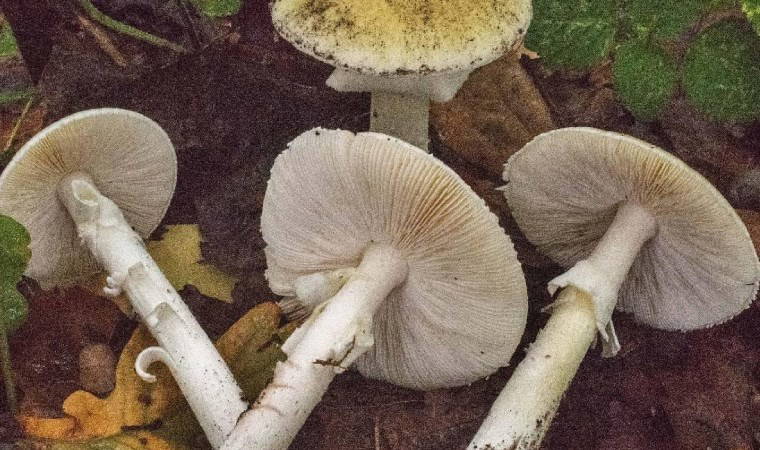 Bu gıdalar fazla tüketildiğinde toksin saçıyor, rahatsızlıklara sebep oluyor: Aşırı tüketildiğinde zehirli olabilen 10 besin