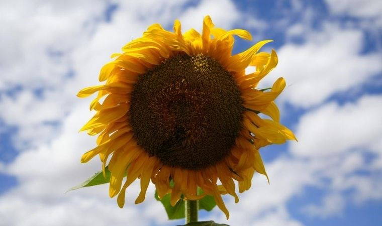 Göz yorgunluğunu azaltıyor, görme yetisini güçlendiriyor: Göz sağlığına iyi gelen 10 süper besin