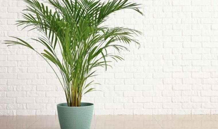 Uykusuz gecelere son: Başucunuzdan eksik etmemeniz gereken 10 uyku destekleyici bitki