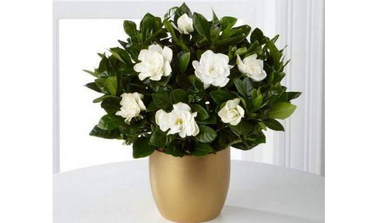 Evinizde otururken kendinizi çiçek bahçesinde gibi hissedin: Evinizin her zaman güzel kokmasını sağlayacak 8 bitki