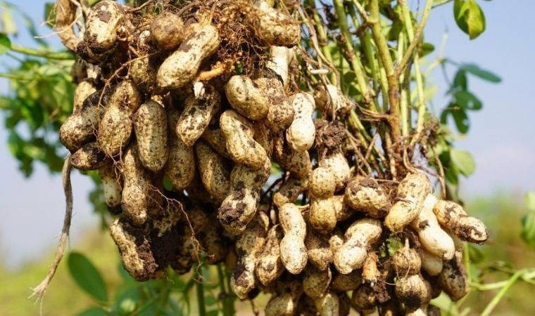 Kaşıntıdan nefes darlığına pek çok reaksiyona sebep oluyorlar: En alerjen 6 besin