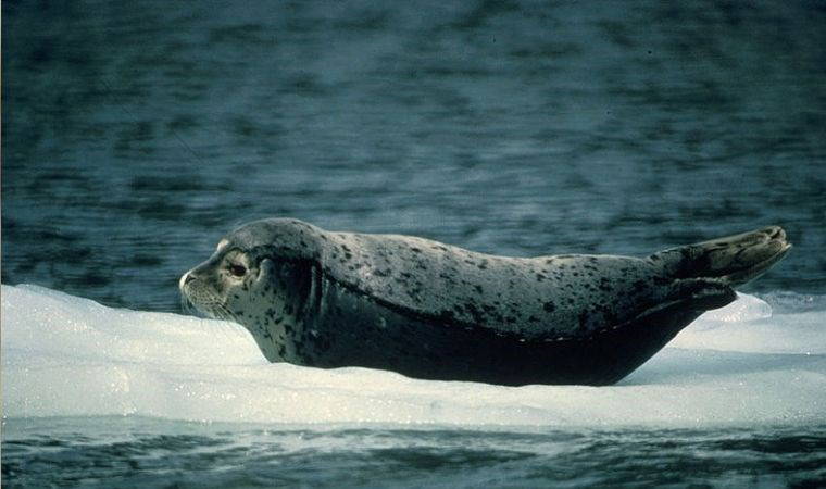 Hayvanlar aleminin bilinmeyenleri: Doğal yaşamda evrimin getirdiği bilmediğiniz 10 gerçek!