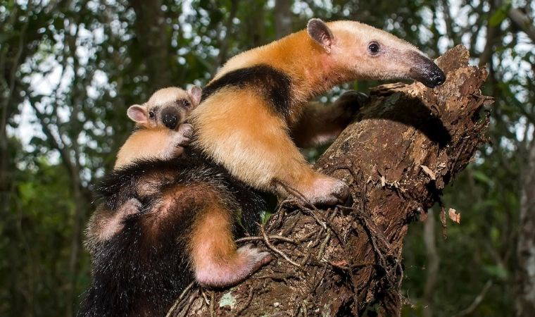 Hayvanlar aleminin bilinmeyenleri: Doğal yaşamda evrimin getirdiği bilmediğiniz 10 gerçek!