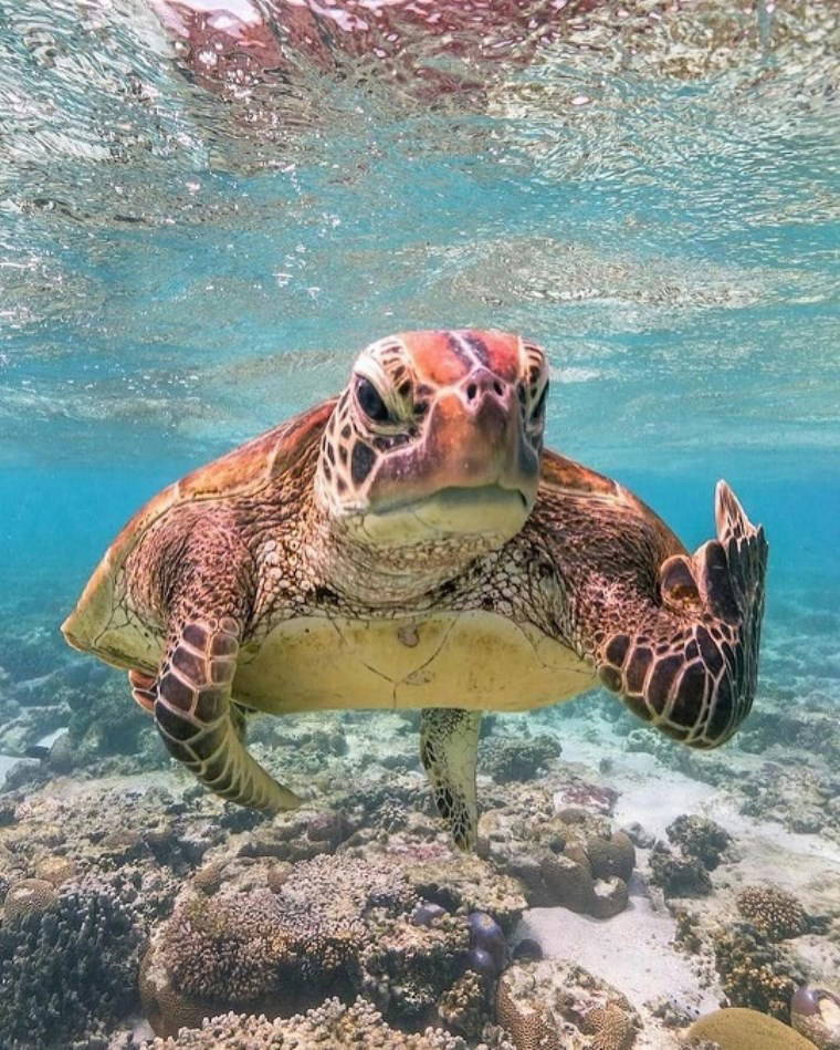 Vahşi hayattan çizgi film sahnelerini aratmayan kareler!