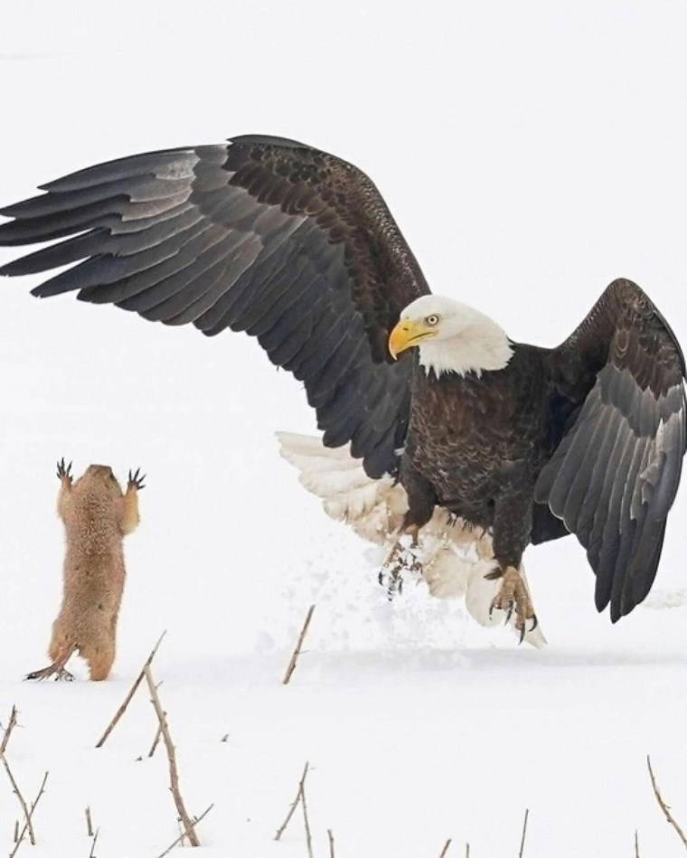 Vahşi hayattan çizgi film sahnelerini aratmayan kareler!