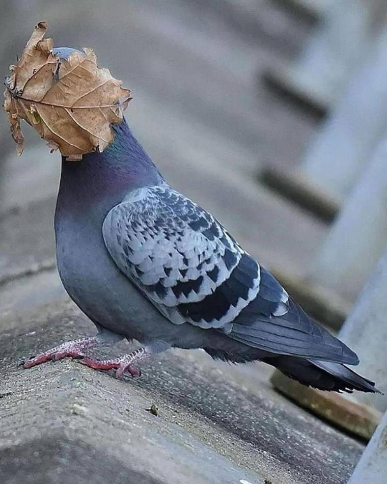 Vahşi hayattan çizgi film sahnelerini aratmayan kareler!