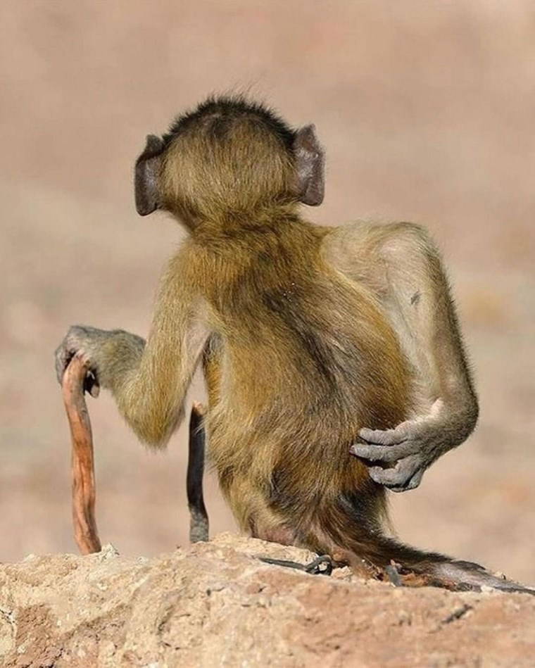 Vahşi hayattan çizgi film sahnelerini aratmayan kareler!