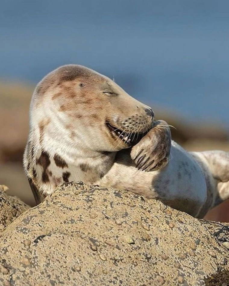 Vahşi hayattan çizgi film sahnelerini aratmayan kareler!