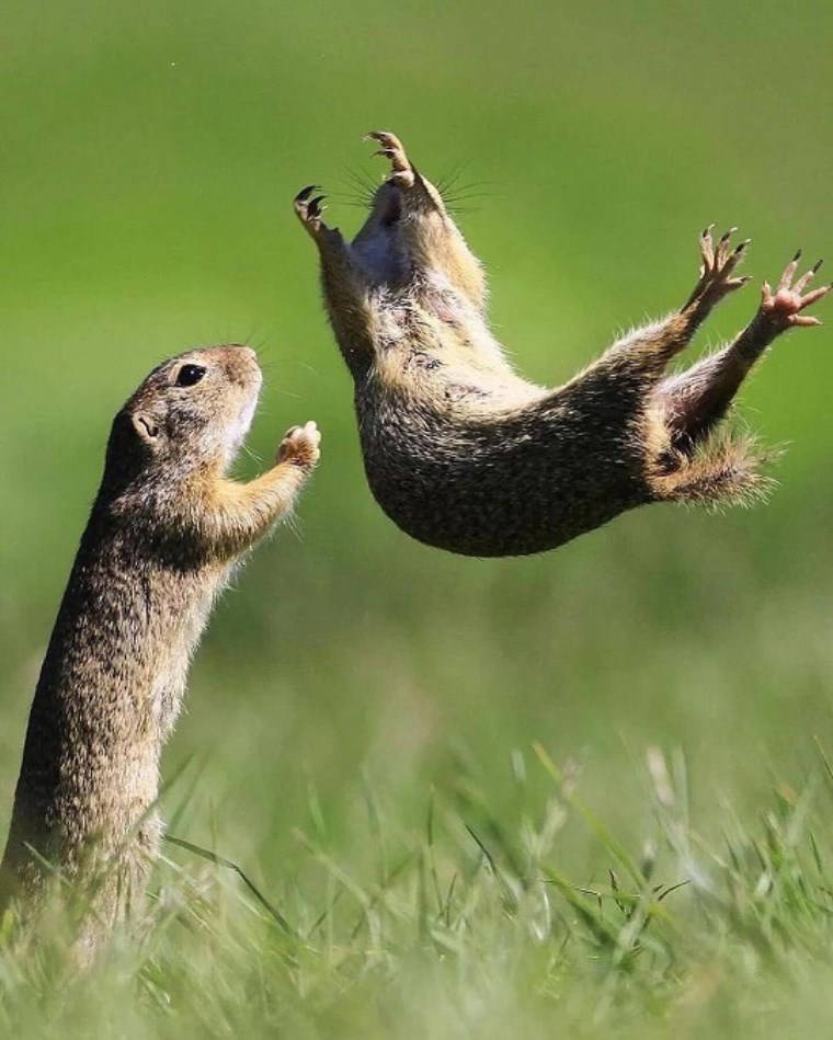 Vahşi hayattan çizgi film sahnelerini aratmayan kareler!