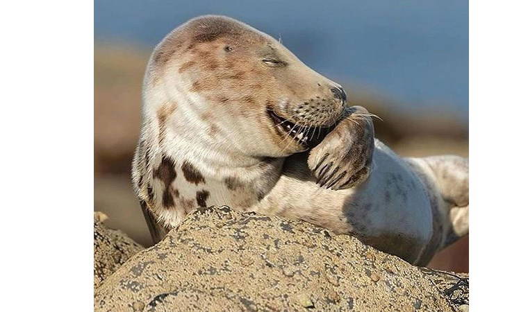 Vahşi hayattan çizgi film sahnelerini aratmayan kareler!