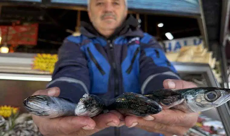 İstavrit, çinekop, mezgit... Ne varsa yuttu! Fiyatı 30 liraya kadar düştü.