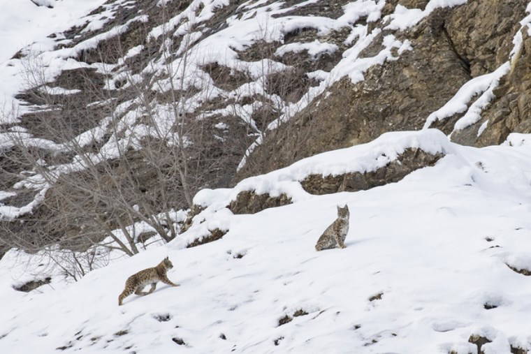 Nesli tükenme tehlikesi altındaki vaşaklar karlar içinde görüntülendi!