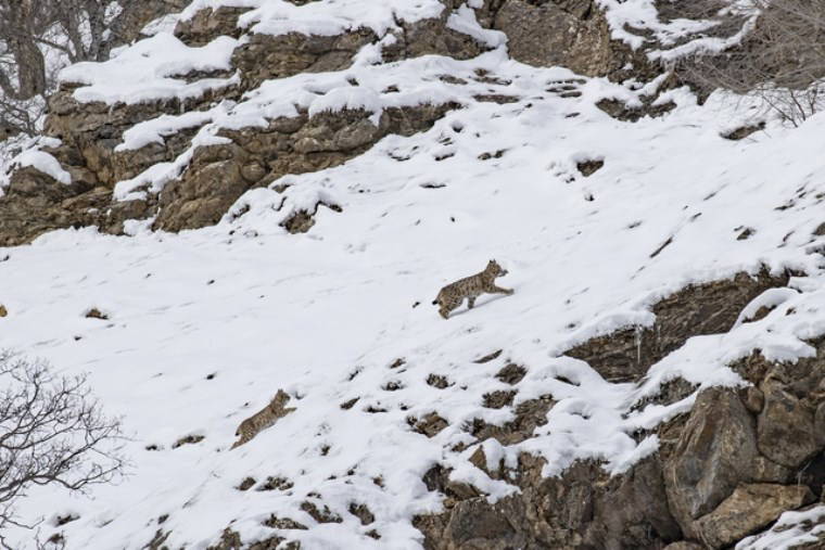 Nesli tükenme tehlikesi altındaki vaşaklar karlar içinde görüntülendi!