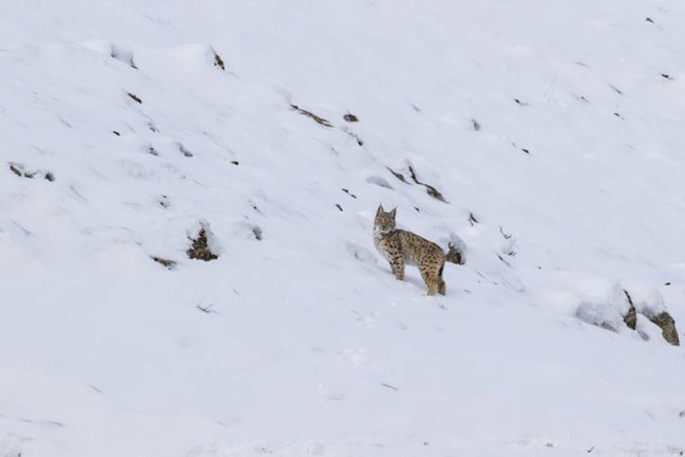 Nesli tükenme tehlikesi altındaki vaşaklar karlar içinde görüntülendi!