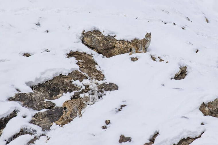 Nesli tükenme tehlikesi altındaki vaşaklar karlar içinde görüntülendi!