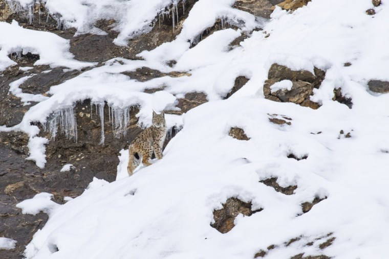 Nesli tükenme tehlikesi altındaki vaşaklar karlar içinde görüntülendi!