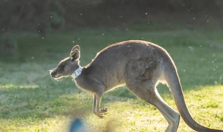Dünya'nın ilk kanguru embriyosu elde edildi