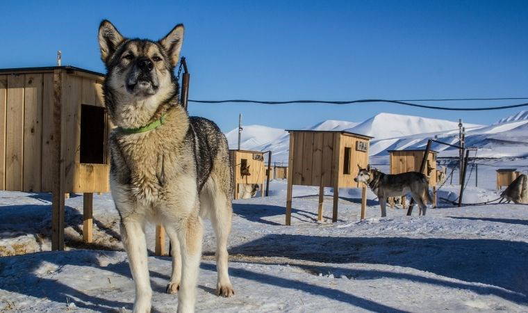 Türk vatandaşlarına oturma izni verilen Svalbard Adaları’nda yapılacak 5 şey