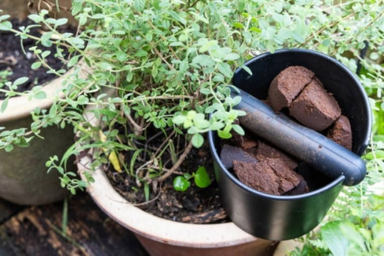 Tek damlasıyla solmuş çiçeklerinizi canlandırın: Bitkilere çiçek açtıran 5 doğal kür