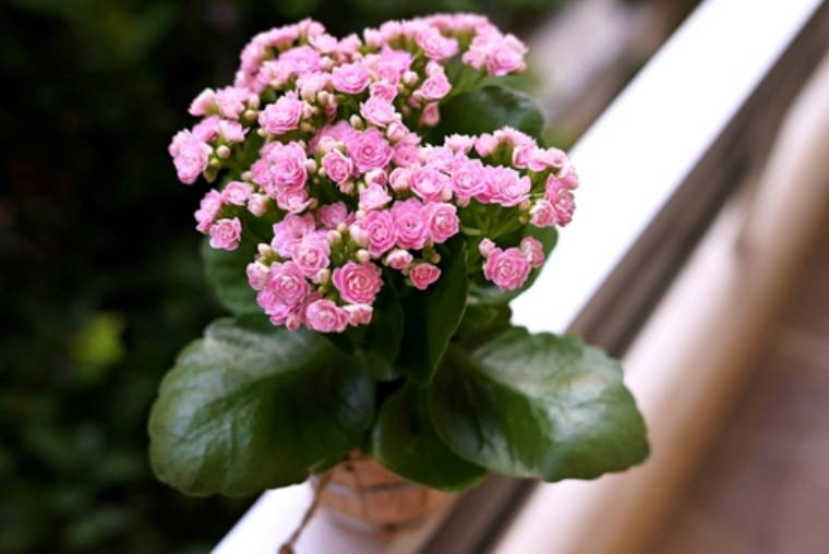 Tek damlasıyla solmuş çiçeklerinizi canlandırın: Bitkilere çiçek açtıran 5 doğal kür