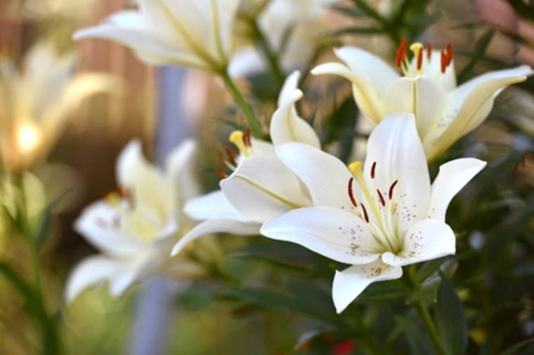 Evcil hayvanınız varsa bu bitkileri asla evinizde bulundurmayın: Kedi ve köpekler için zararlı olan 7 ev bitkisi