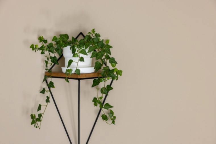 Evcil hayvanınız varsa bu bitkileri asla evinizde bulundurmayın: Kedi ve köpekler için zararlı olan 7 ev bitkisi