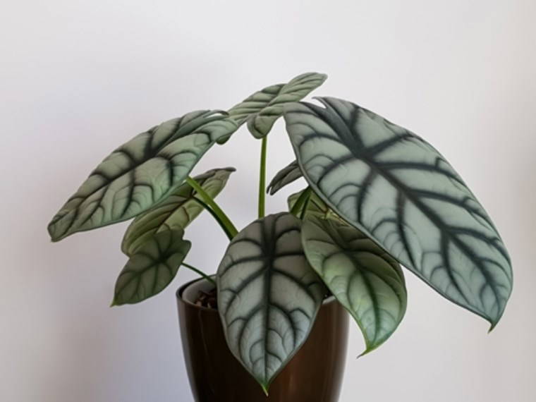 Evcil hayvanınız varsa bu bitkileri asla evinizde bulundurmayın: Kedi ve köpekler için zararlı olan 7 ev bitkisi