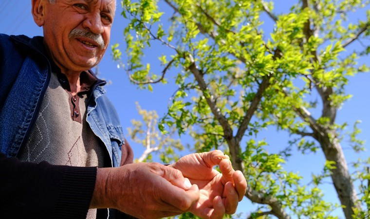 Konya Ovası'ndaki meyve bahçelerini don vurdu