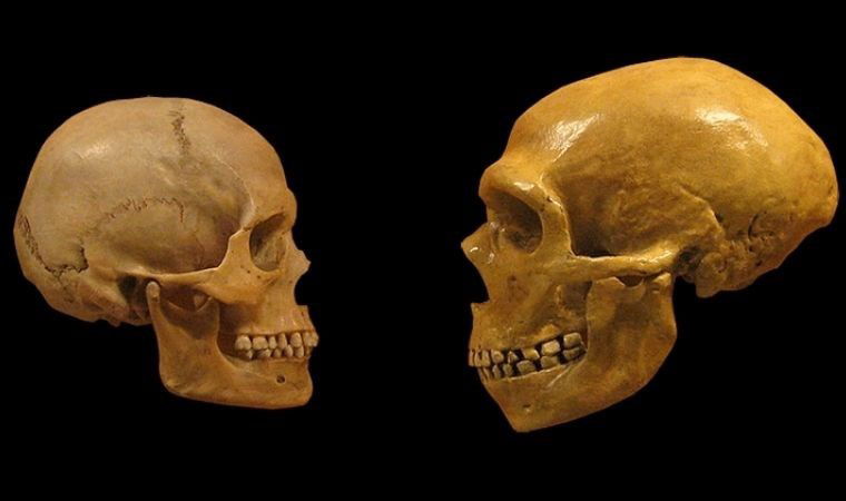 Homo sapiens güneş kremi sayesinde mi hayatta kaldı?