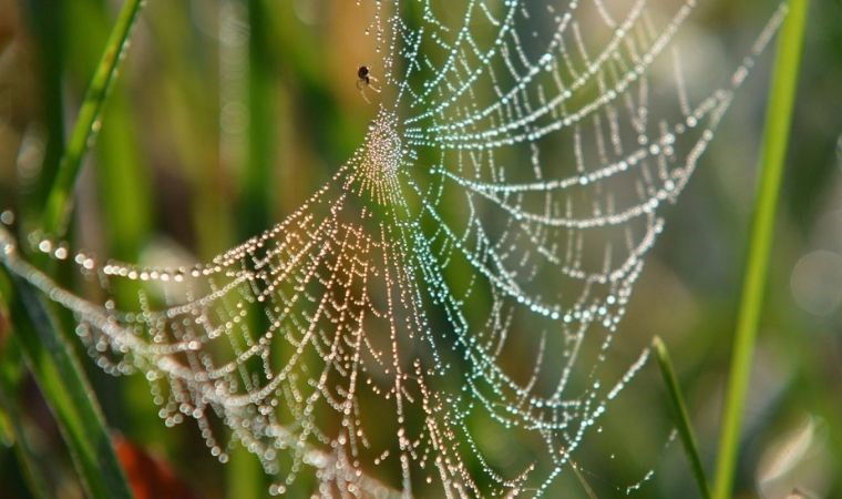 Örümceklerin bazıları ses yalıtımlı ağlar örüyor