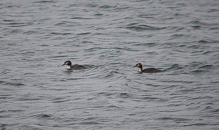 Bolu, göçmen kuşların uğrak noktası oldu
