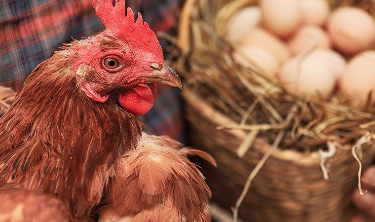 Tavuk ve yumurtada doğru bilinen yanlışlar: Tavuklar neden 42 günde büyüyor?