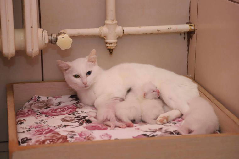 Van Kedi Villası’nda 2025'in ilk yavruları dünyaya geldi