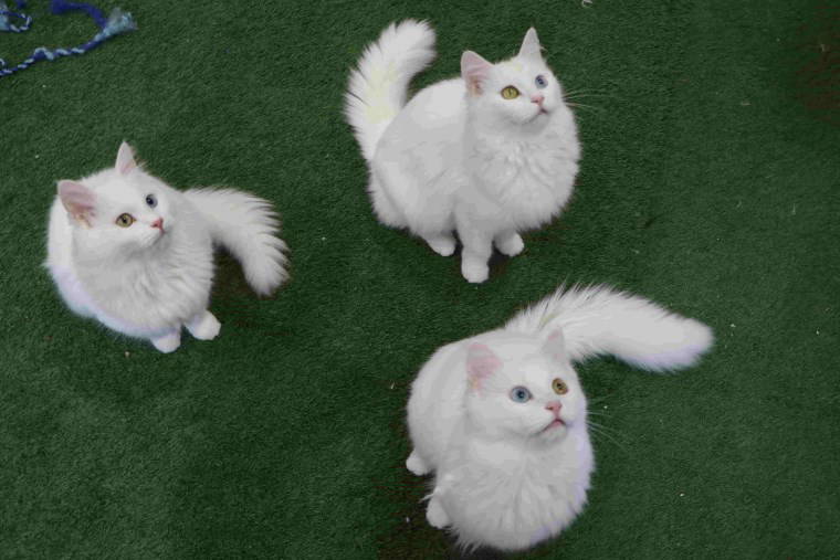 Van Kedi Villası’nda 2025'in ilk yavruları dünyaya geldi