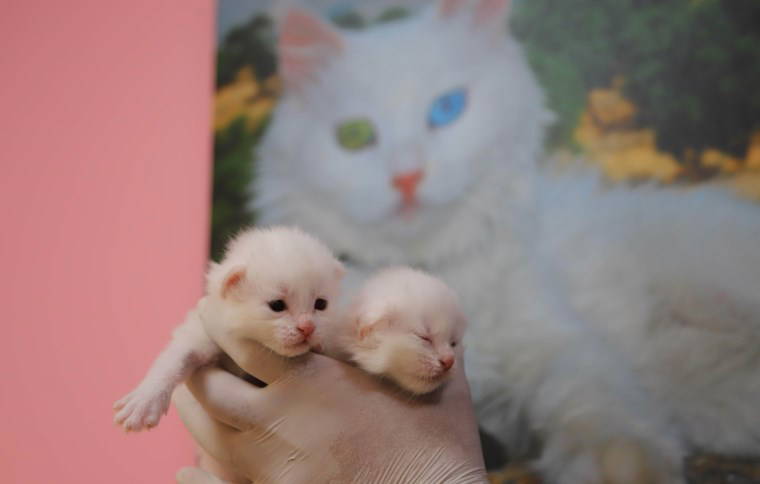 Van Kedi Villası’nda 2025'in ilk yavruları dünyaya geldi